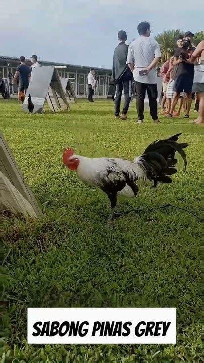 TikTok · Sabong Pinas.